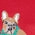 Festive Frenchie Graphic Pullover Sweater